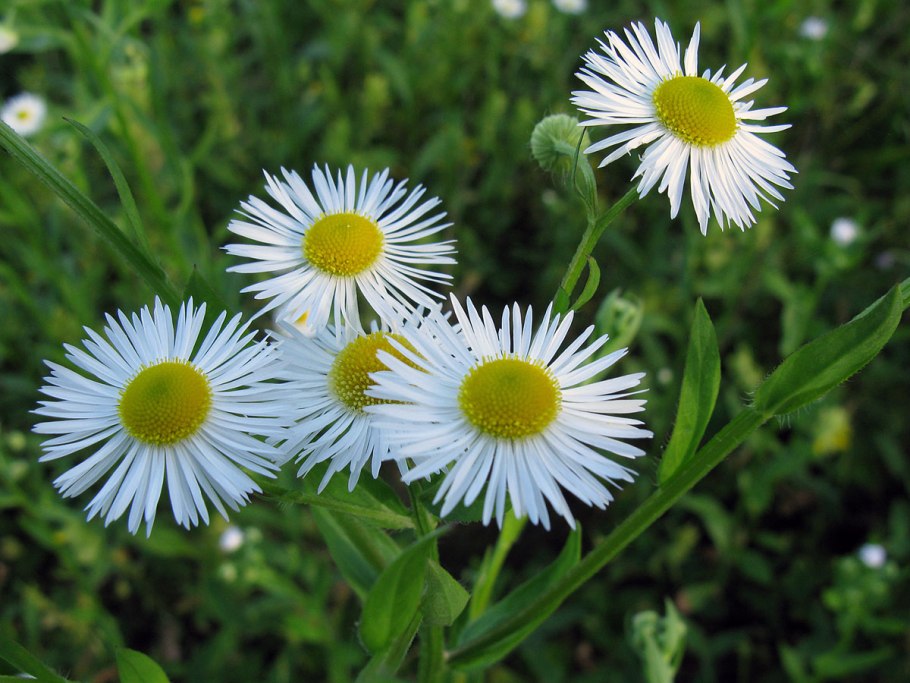 Мелколепестник Тонколучник