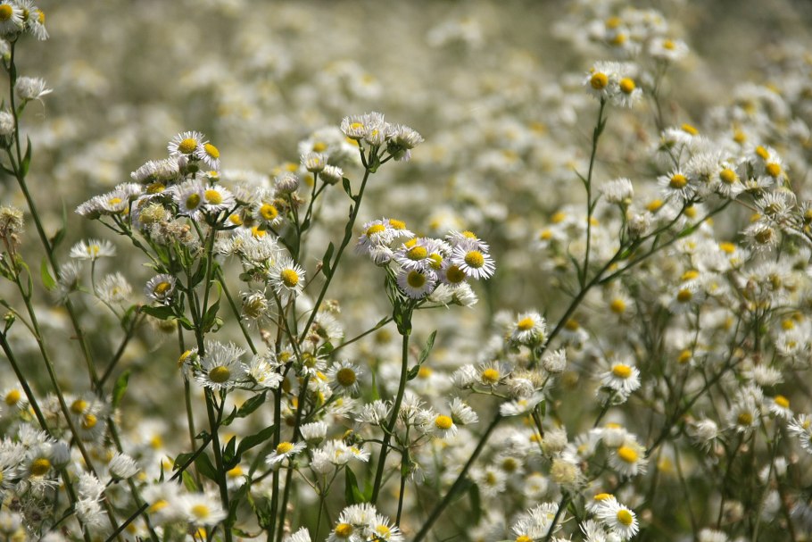 Erigeron Acris (мелколепестник едкий)