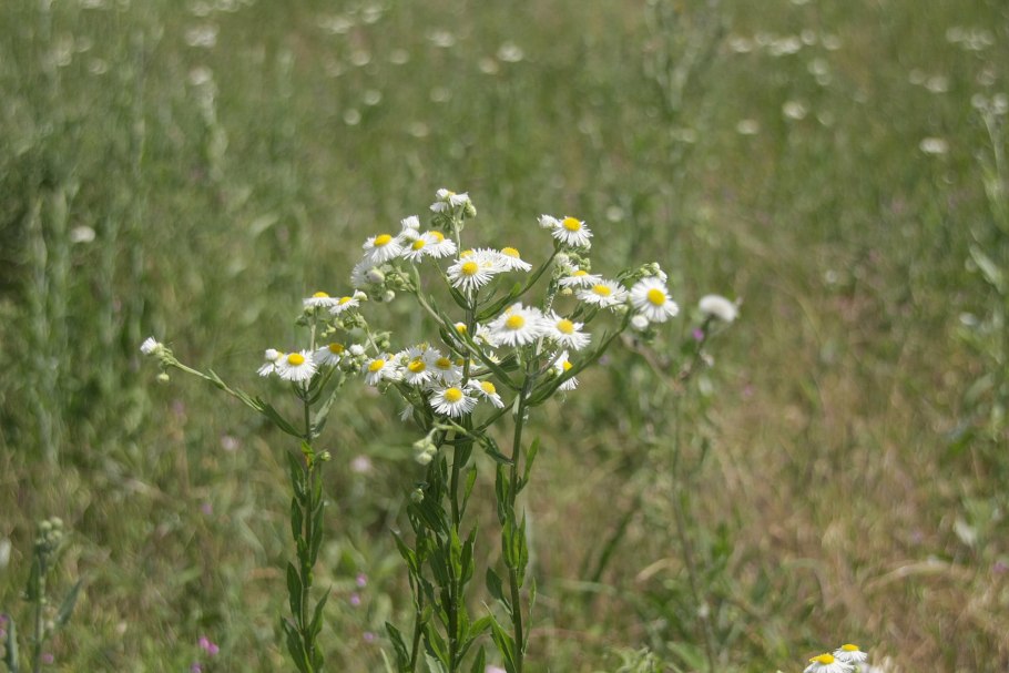 Ромашка мелколепестник Полевая