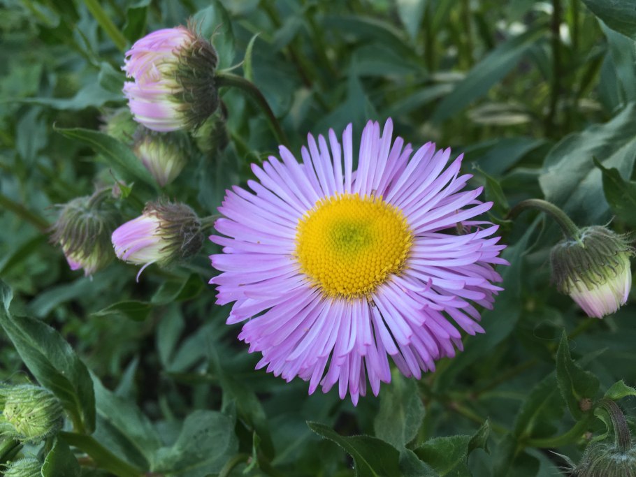 Трава мелколепестник канадский