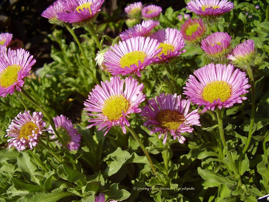 Мелколепестник однолетний Erigeron annuus