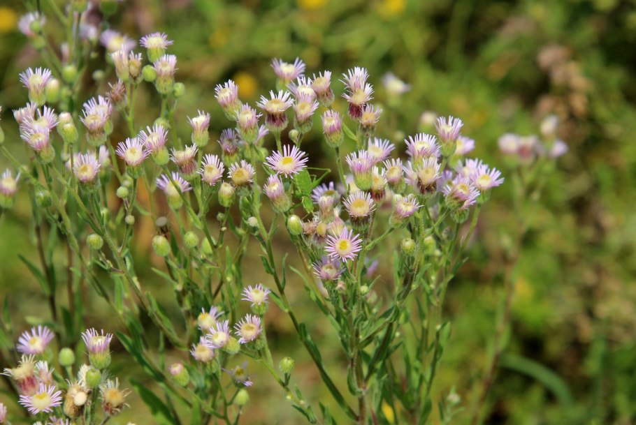 Мелколепестник щетинистый