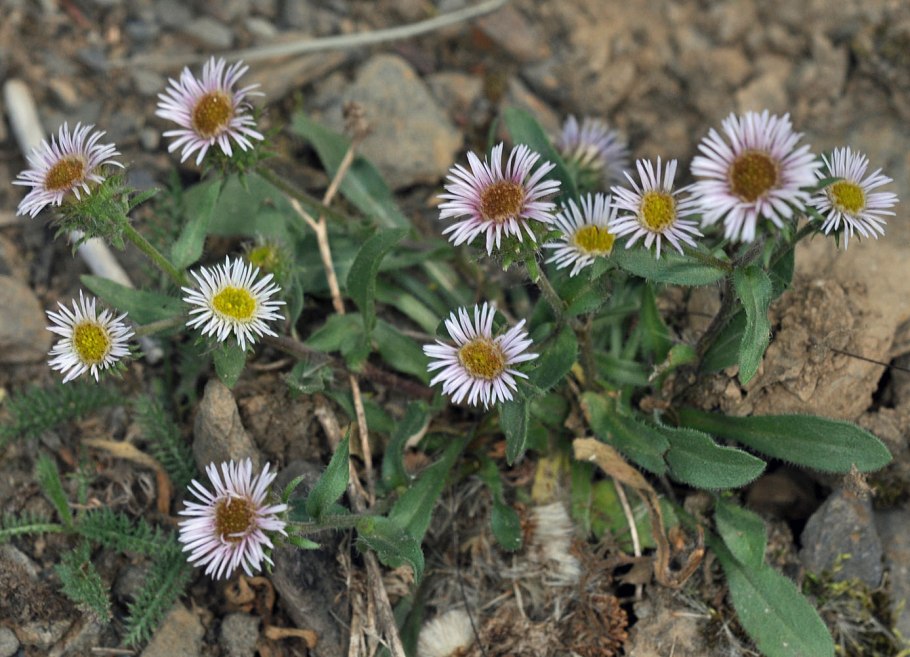 Мелколепестник флетта