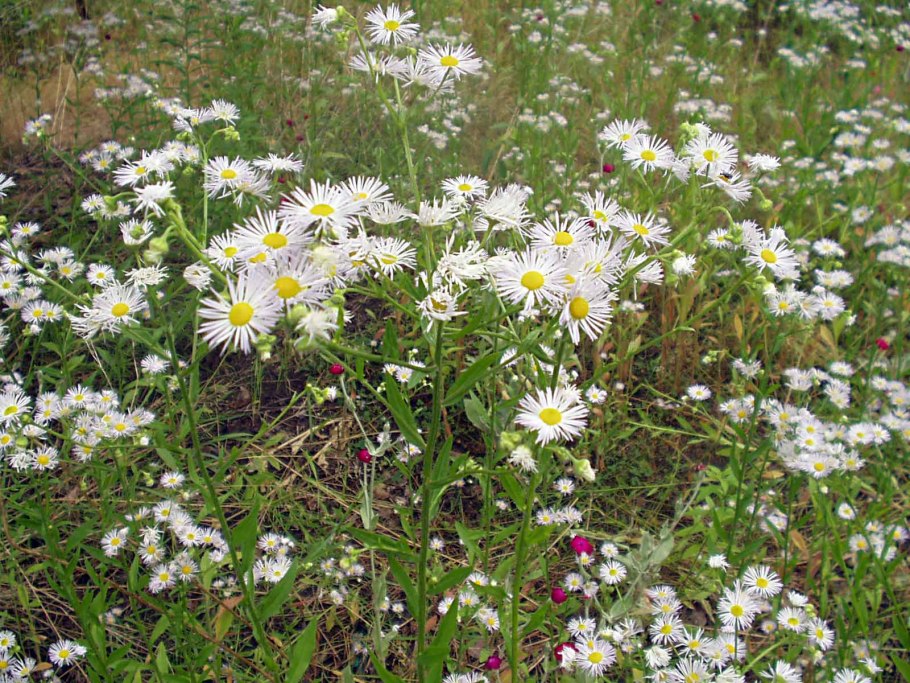 Мелколепестник Луговой