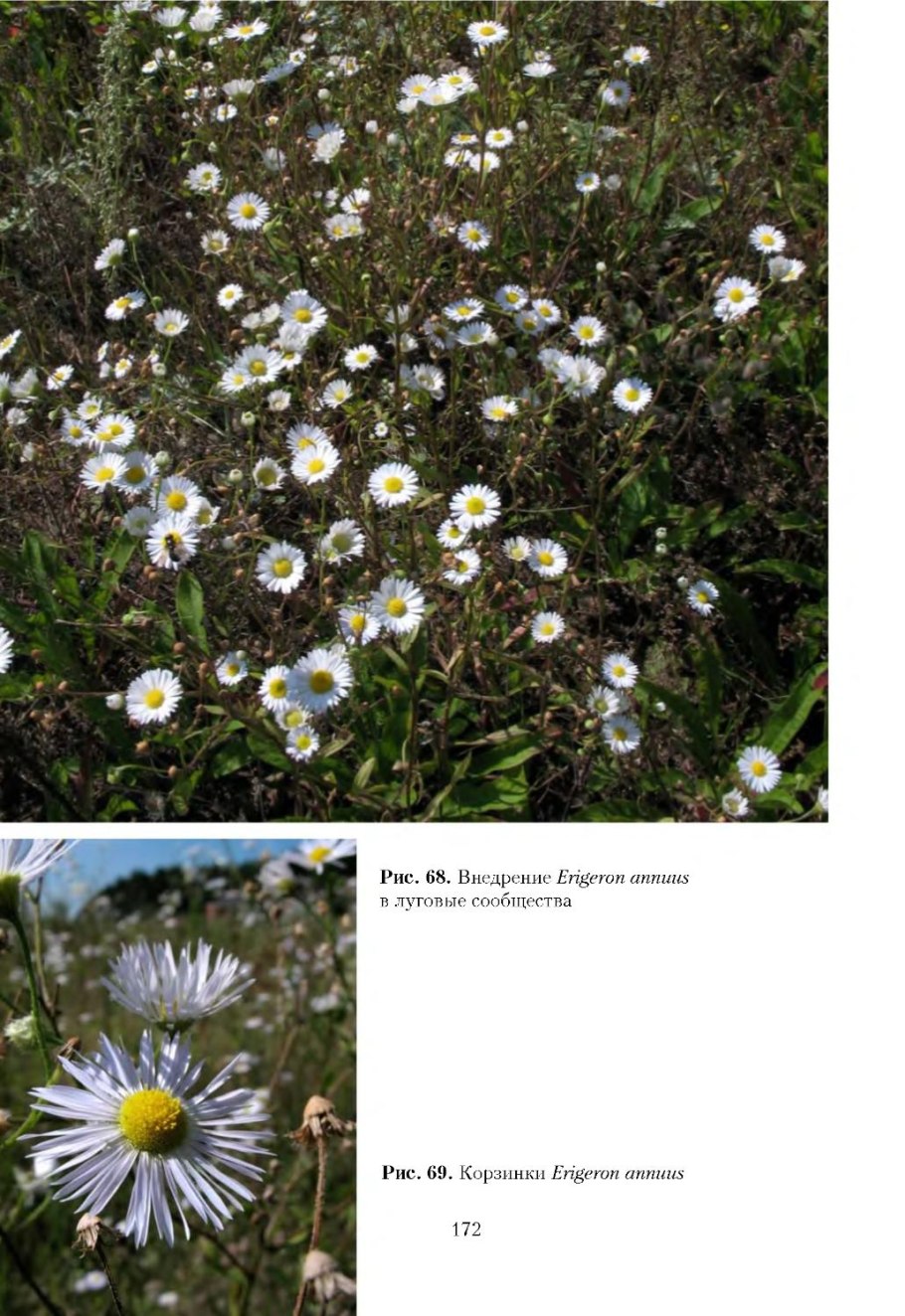 Мелколепестник "Betty Blake"