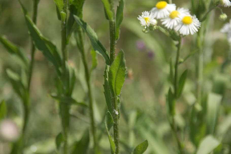 Мелколепестник однолетний (эригерон)