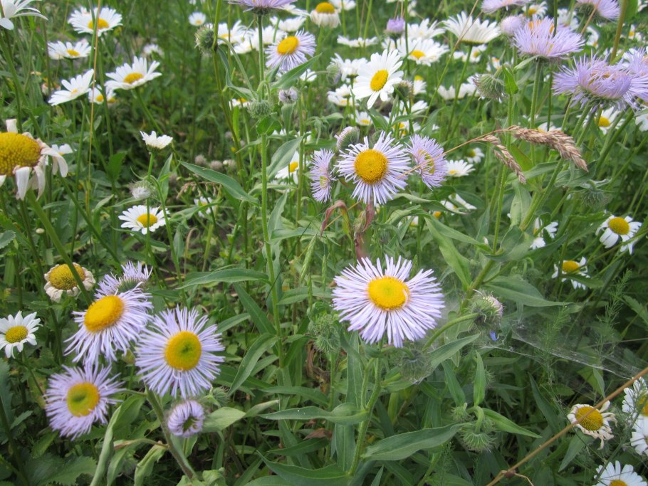 Эригерон полевой