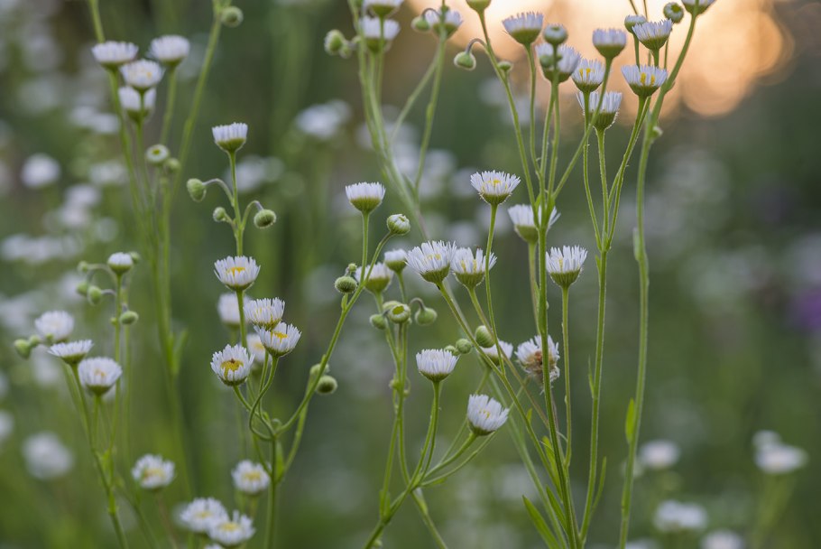 Мелколепестник Тонколучник