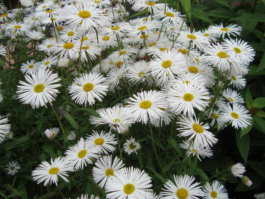 Мелколепестник флетта