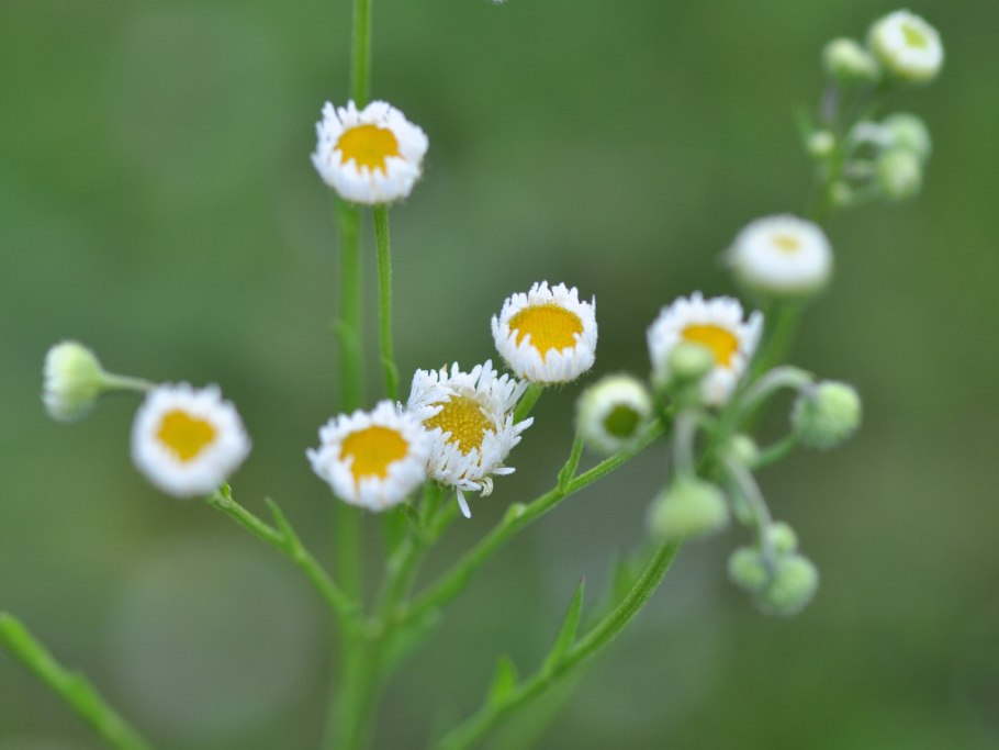 Мелколепестник едкий