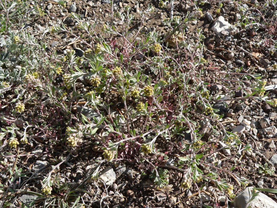 Бурачок пустынный Alyssum desertorum