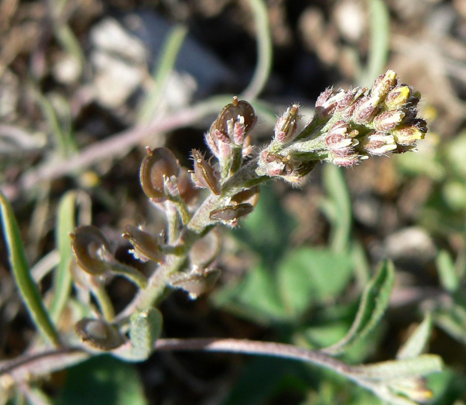 Бурачок пустынный Alyssum desertorum