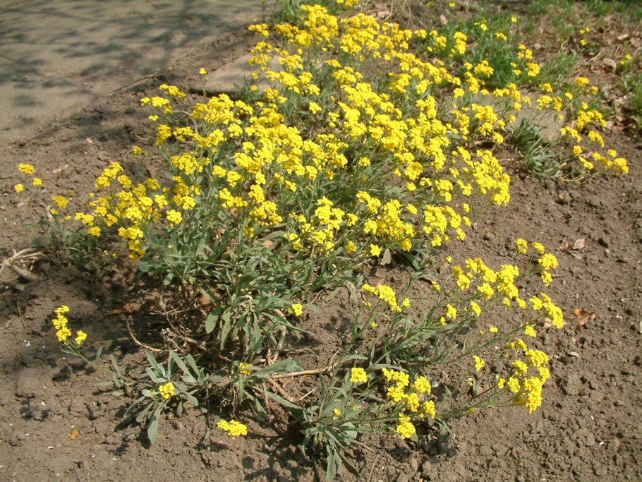 Бурачок Степной