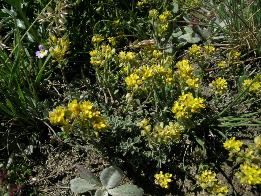 Алиссум горный (Alyssum montanum