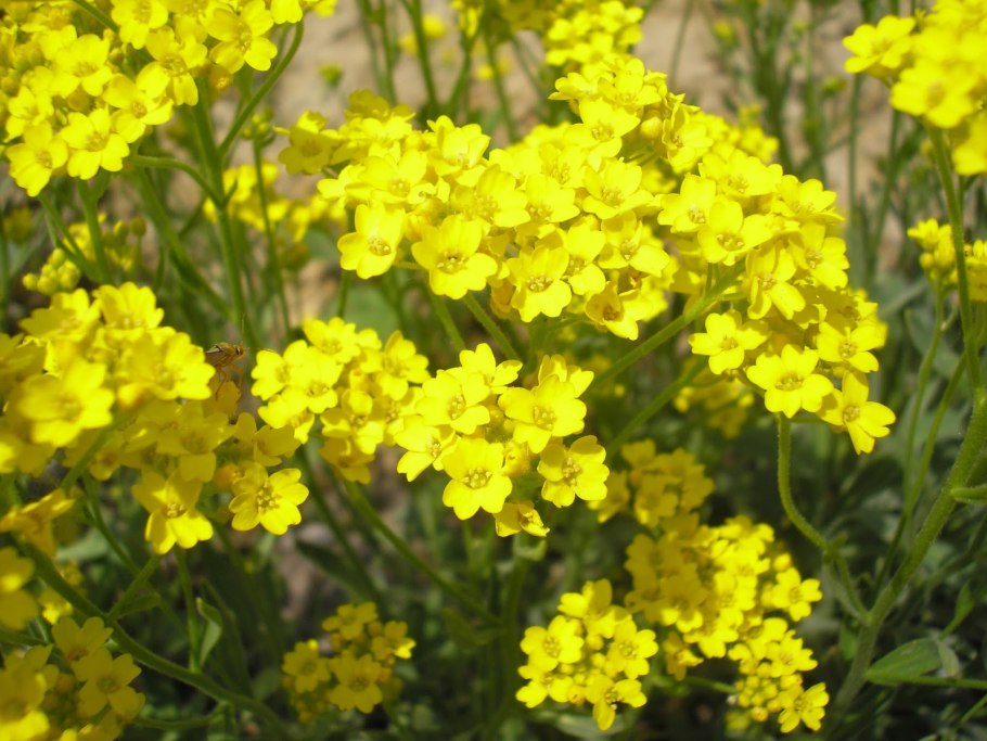 Бурачок Туркестанский