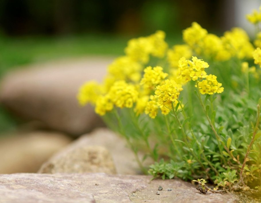 Алиссум Бурачок (Alyssum).