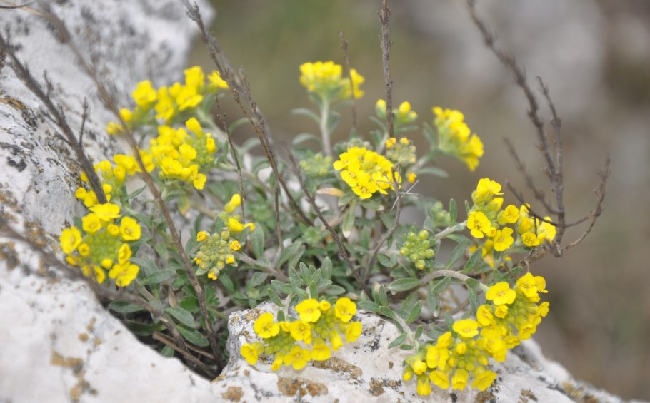 Бурачок горный (Alyssum montanum)