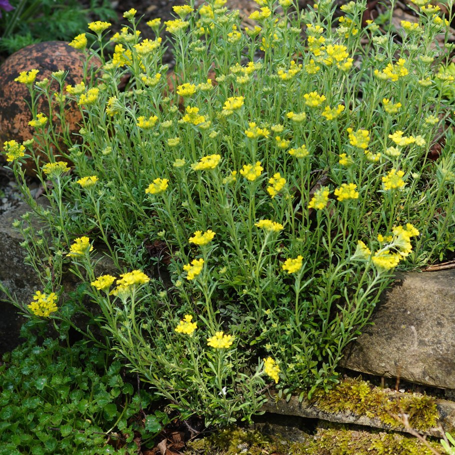 Бурачок Степной