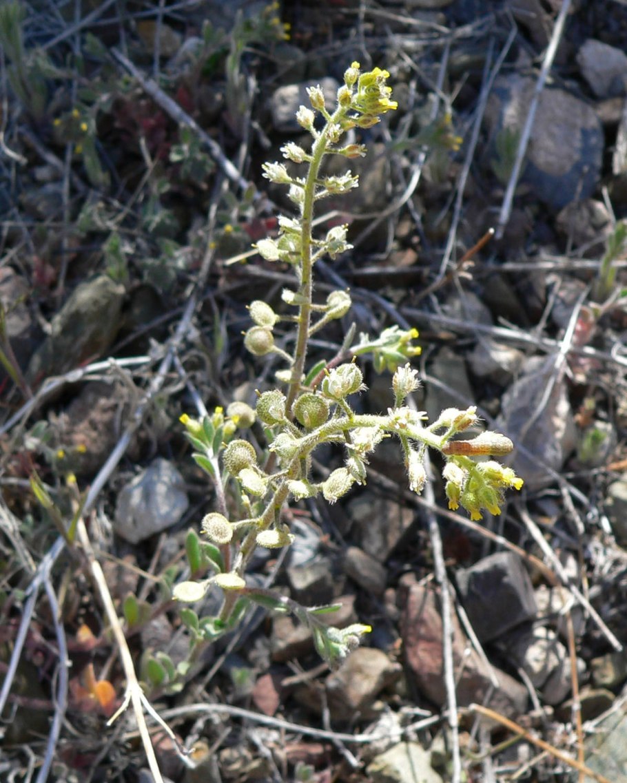 Желтый цветок пустыни