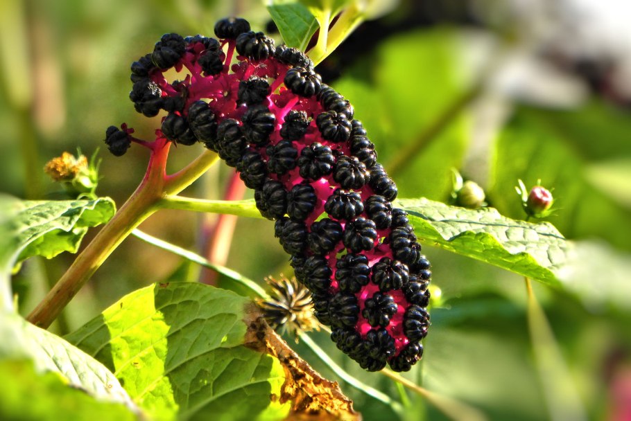 Омбу Phytolacca dioica