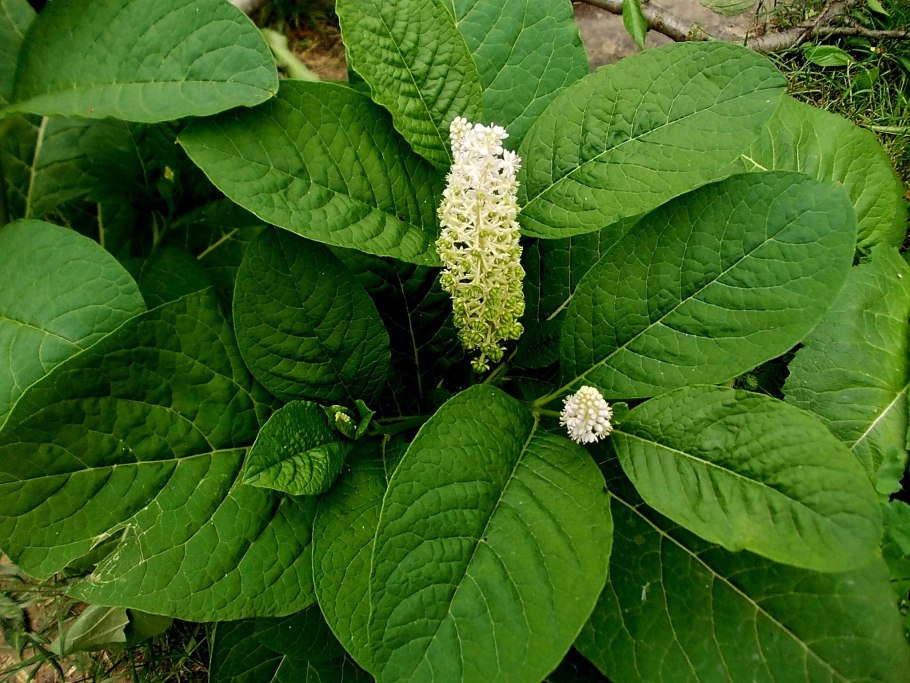 Фитолакка лаконос