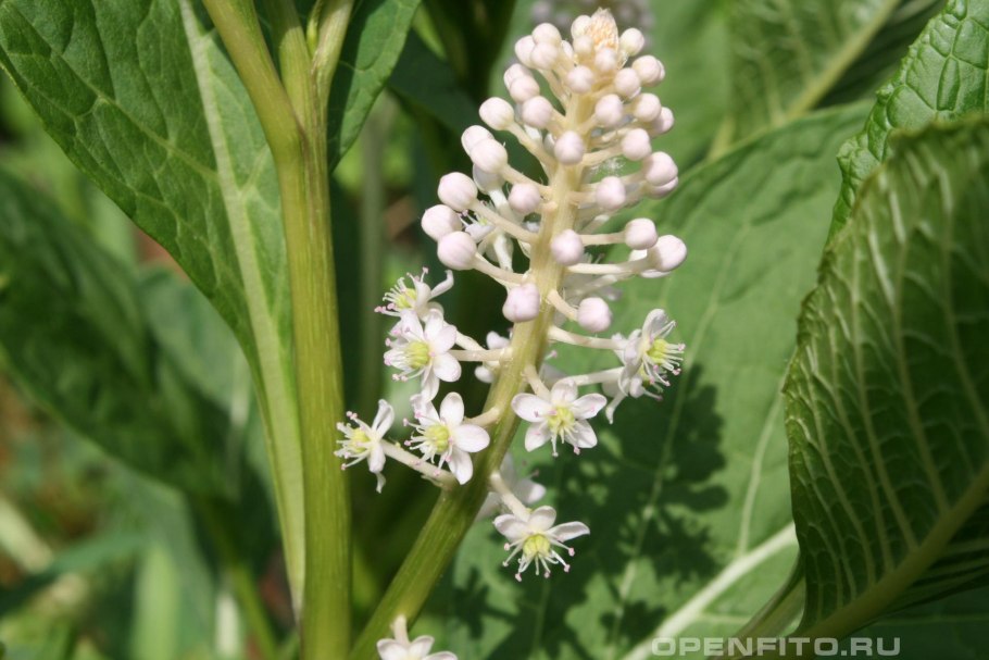 Лаконос (фитолакка) костянковый