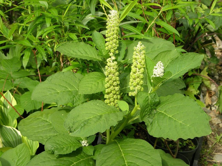 Лаконос фитолакка костянковая