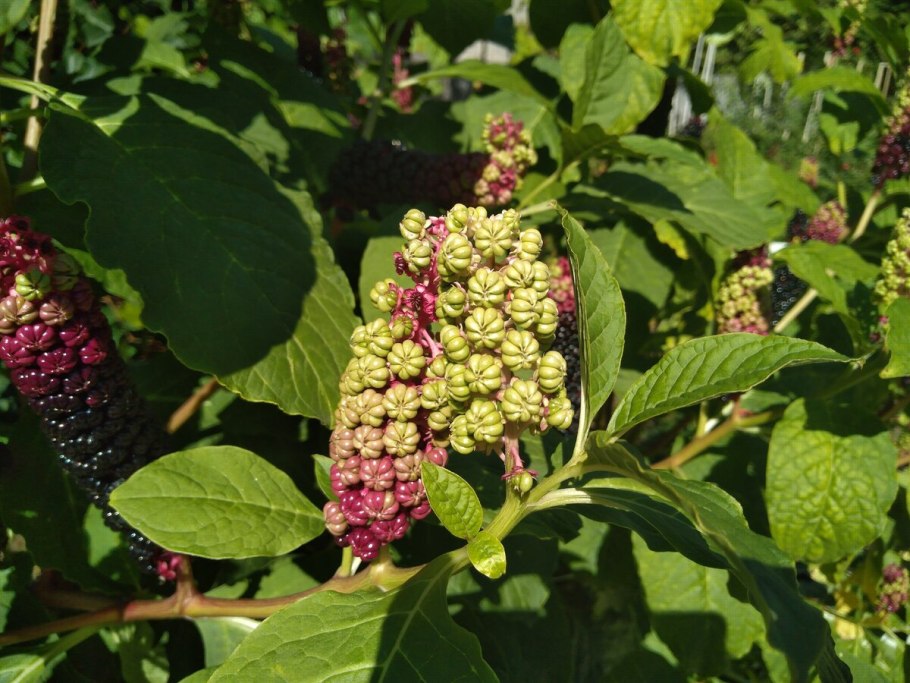 Лаконос двудомный (Phytolacca dioica)