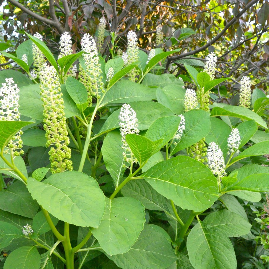 Фитолакка Ягодная