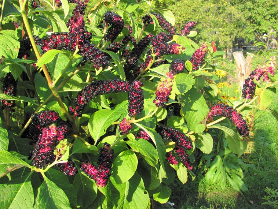 Лаконос ягодный