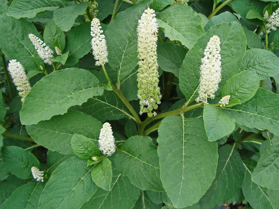 Лаконос двудомный Phytolacca