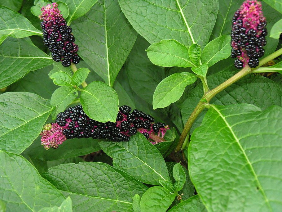 Лаконос двудомный Phytolacca