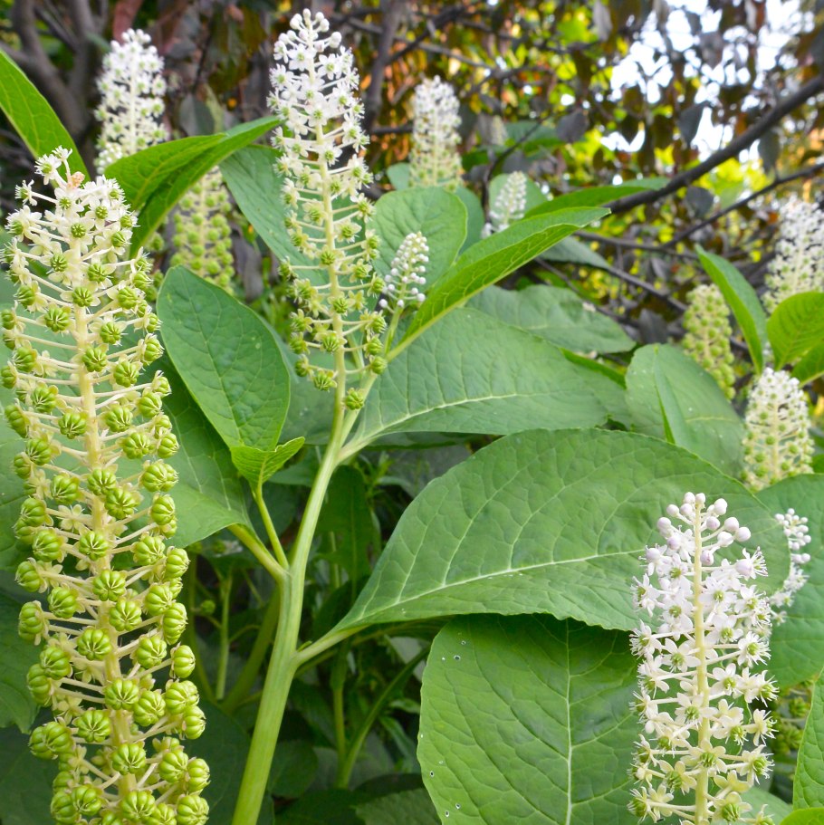 Фитолакка (Phytolacca Americana)