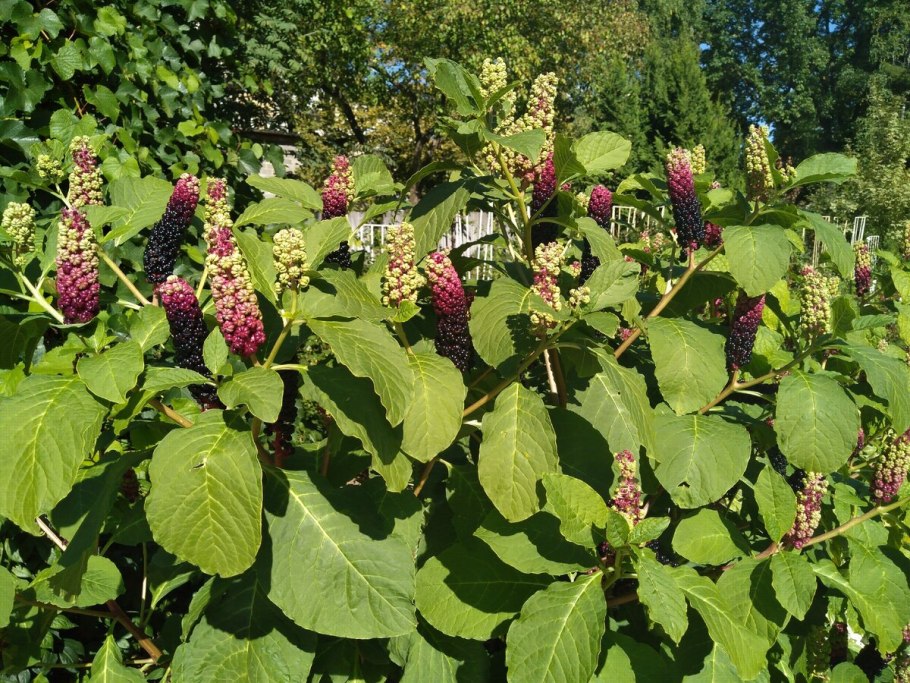 Лаконос американский фитолакка