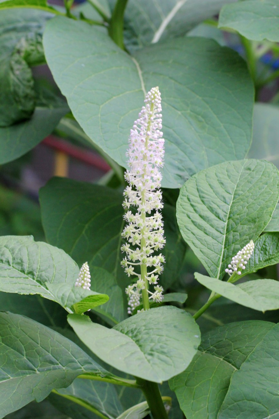 Фитолакка растение