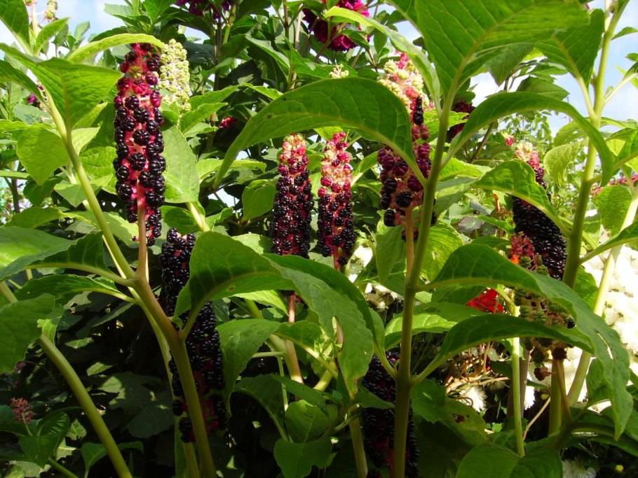 Лаконос кустарник