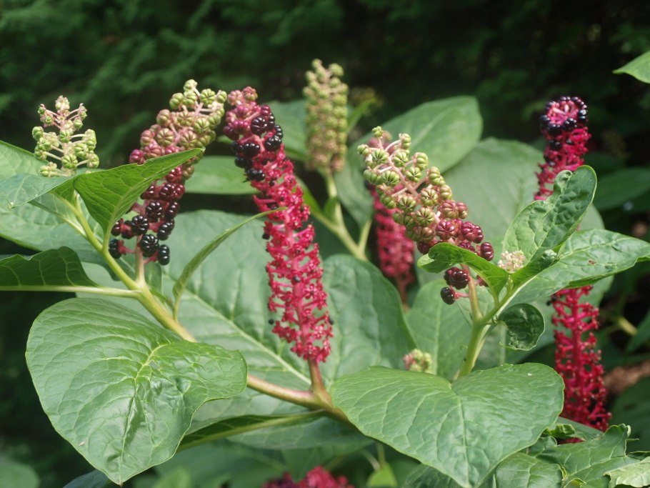 Фитолакка лаконос