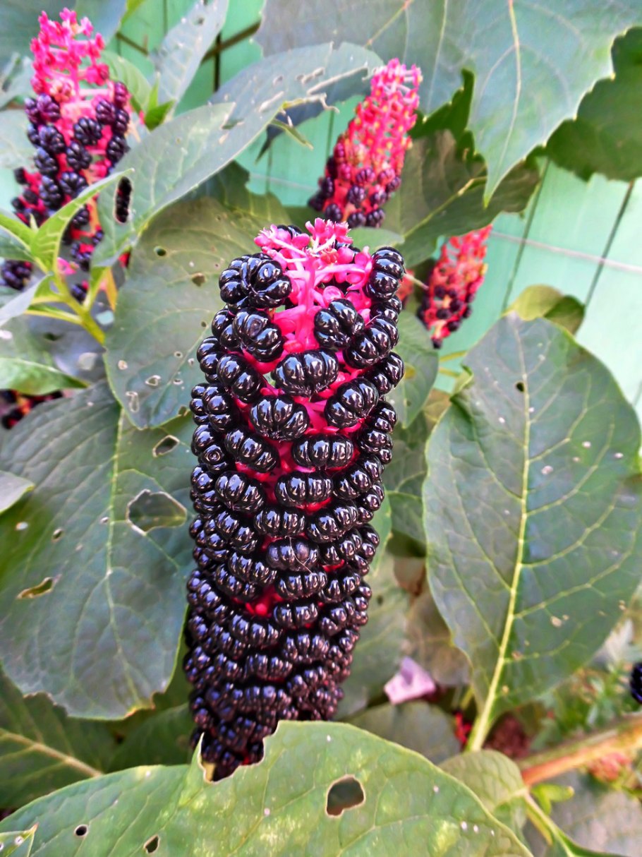 Лаконос (фитолакка) бестселлер