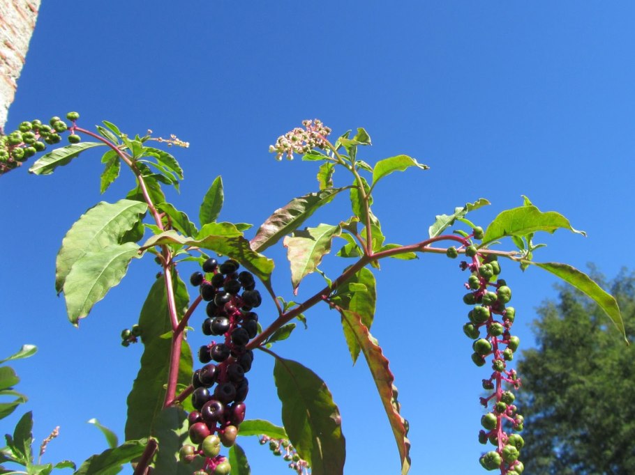 Лаконос костянковый фитолакка костянковая