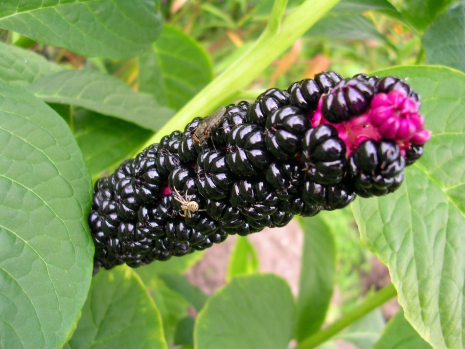 Лаконос американский