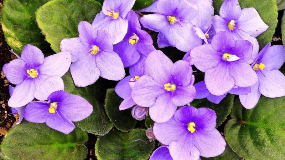 Saintpaulia ionantha
