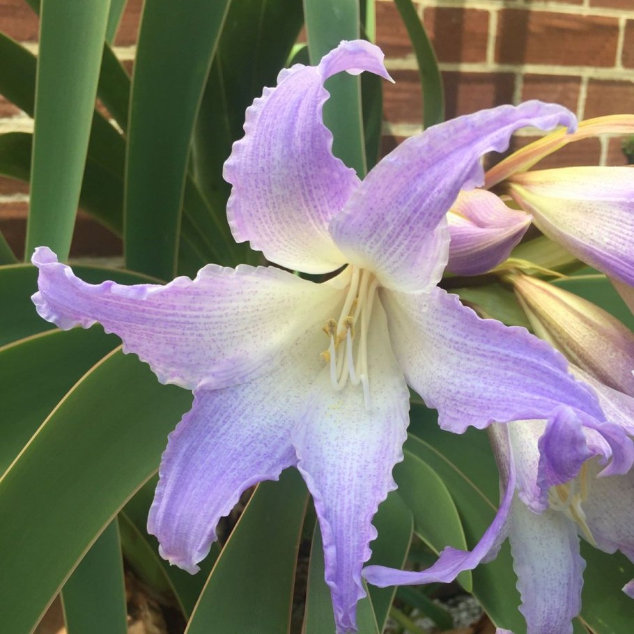 Гиппеаструм ворслея