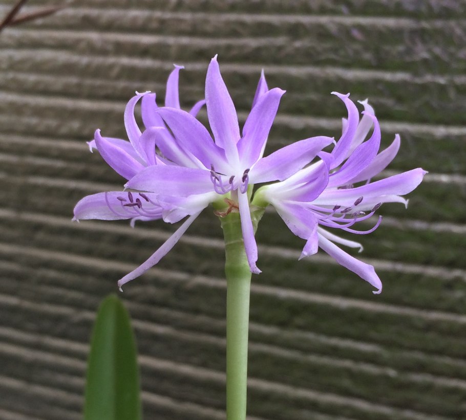 Цветок который ассоциируется с безумием