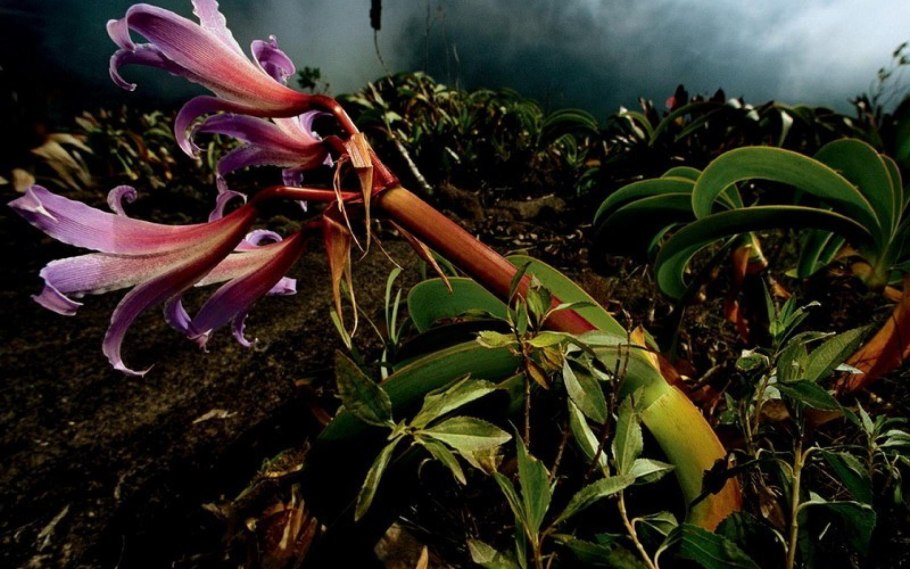 Классификация орхидей