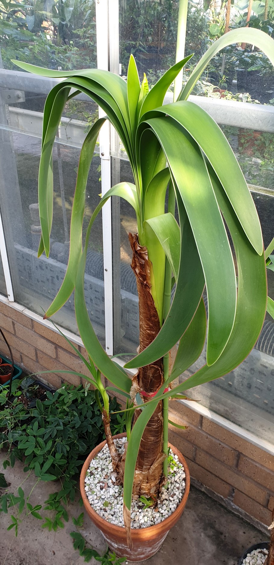 Амариллис розовый Pink River