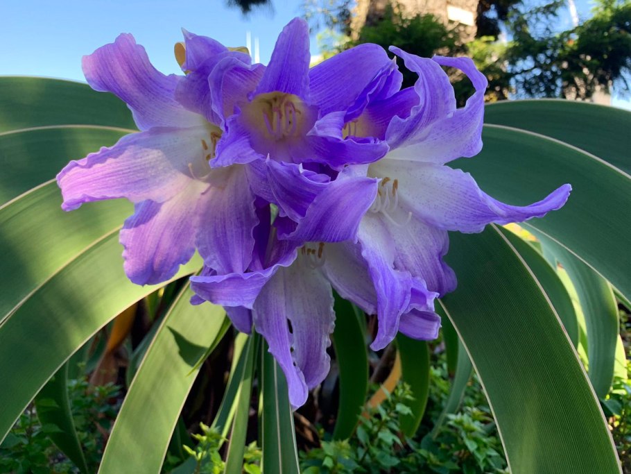 Амариллисовые ворслея благородная