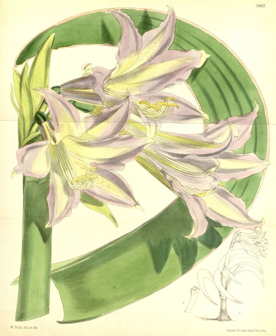 Гиппеаструм d12