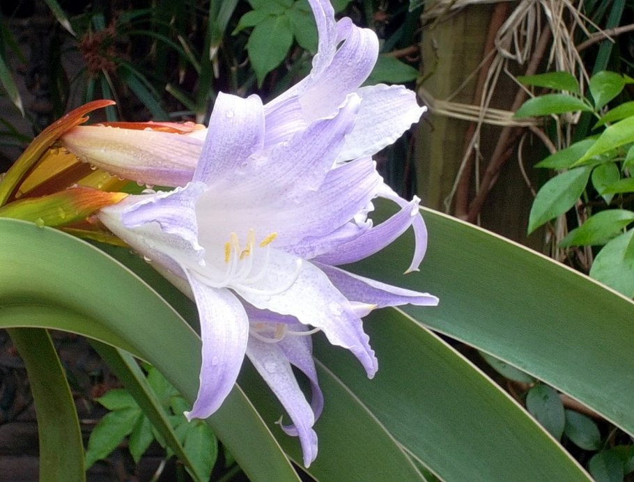 Гиппеаструм ворслея