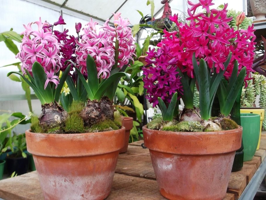 Гриффиния либониана