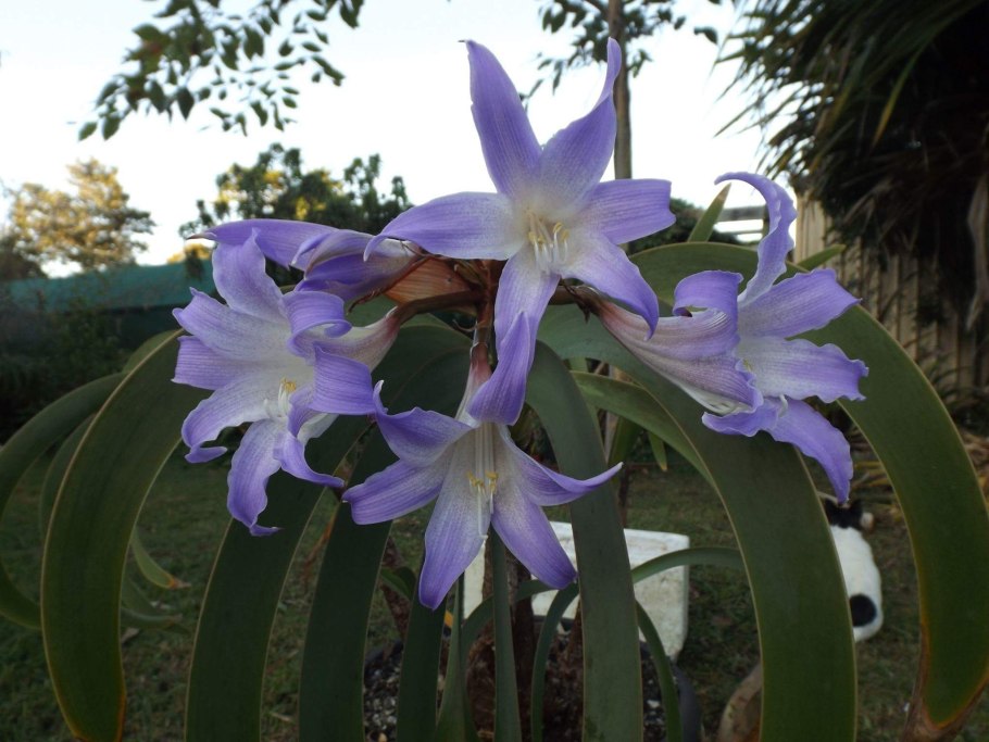 Ворслея сорта белая